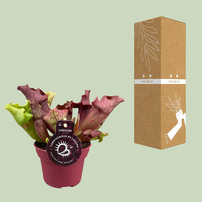 Kamerplant - Sarracenia - Pot Ø 12cm Hoogte ↕ 20cm