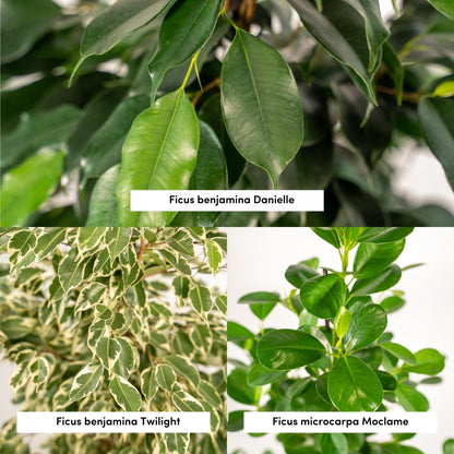Kamerplant set - 3x Ficus (Danielle, Twilight, Moclame) - Met mand - Pot Ø 21cm Hoogte ↕ 95cm