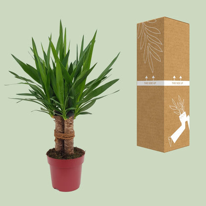 Kamerplant - Yucca 'Tres Cañas' 3-stam - Pot Ø 19cm Hoogte ↕ 70cm