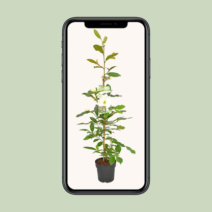 Buitenplant Michelia 'Fairy Magnolia Cream' - Bloeiende Heester - Pot Ø 19cm Hoogte ↕ 70cm