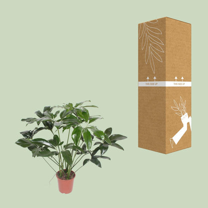 Kamerplant - Philodendron Green Wonder - Pot Ø 27cm Hoogte ↕ 90cm
