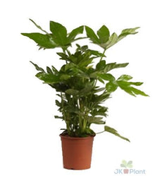 Kamerplant - Fatsia Japonica - Pot Ø 17cm Hoogte ↕ 40cm