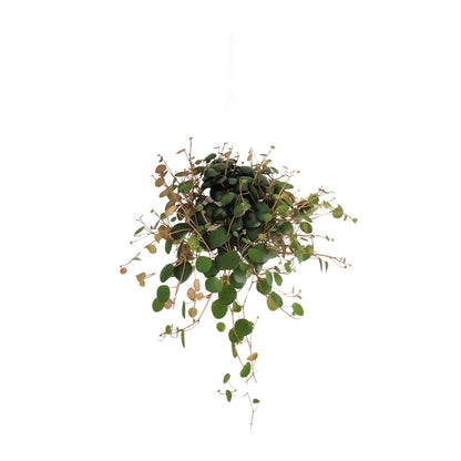 Kamerplant - Peperomia Pepperspot - Pot Ø 11cm Hoogte ↕ 20cm