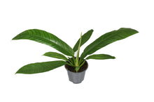 Kamerplant - Philodendron Campiii - Pot Ø 14cm Hoogte ↕ 40cm