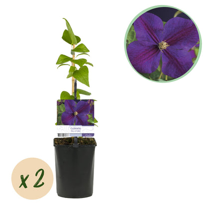 Buitenplant 2x Clematis Star of India - Klimplant - Bloeiend - Pot Ø 11cm Hoogte ↕ 40cm