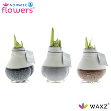 Kamerplant 3x Waxz Dipz Natural - Pot Ø 7cm Hoogte ↕ 15cm