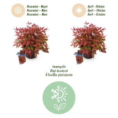 Buitenplant 2x Nandina Blush Pink - Groenblijvend - Pot Ø 17cm Hoogte ↕ 40cm