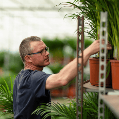 Kamerplant - Dypsis Lutescens (Areca Palm) - Hoogte ↕ 12-230cm