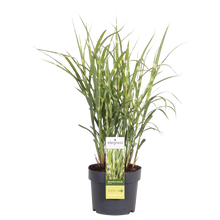 Buitenplant - Miscanthus sinensis Strictus - Pot Ø 19cm Hoogte ↕ 50cm