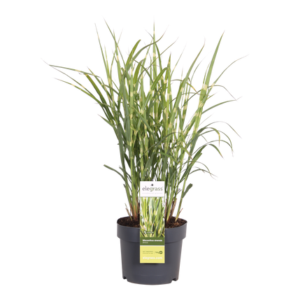Buitenplant - Miscanthus sinensis Strictus - Pot Ø 19cm Hoogte ↕ 50cm