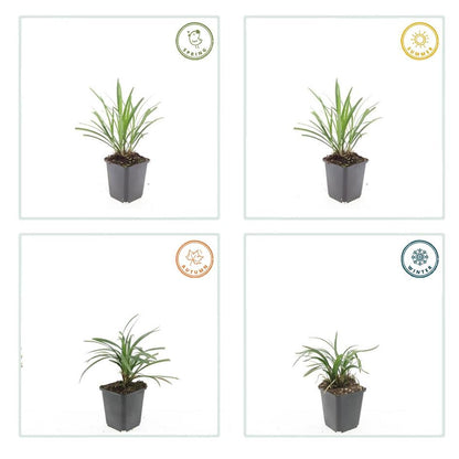 Buitenplant 60x Liriope muscari 'Ingwersen' - Pot Ø 9cm Hoogte ↕ 10-25cm