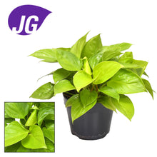 Kamerplant - Homalomena Lemon Lime - Pot Ø 15cm Hoogte ↕ 30cm