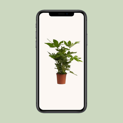 Kamerplant - Fatsia Japonica - Pot Ø 17cm Hoogte ↕ 40cm