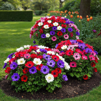 Buitenplant 30x Anemone de Caen Mix - Bloembollen Diverse Kleuren - Bolmaat 5/6