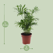 Kamerplant - Chamaedorea Elegans - Mexicaanse Bergpalm - Pot Ø 12cm Hoogte ↕ 40cm