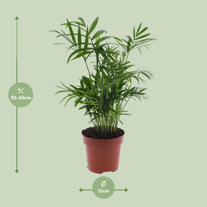 Kamerplant - Chamaedorea Elegans - Mexicaanse Bergpalm - Pot Ø 12cm Hoogte ↕ 40cm