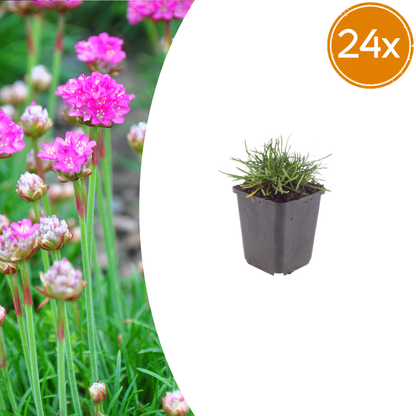 Buitenplant 24x Armeria m. 'Splendens' - Bloeiend - Pot Ø 9cm Hoogte ↕ 10-25cm