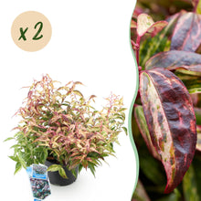 Buitenplant 2x Leucothoe Makijaz - Groenblijvend - Pot Ø 17cm Hoogte ↕ 45cm