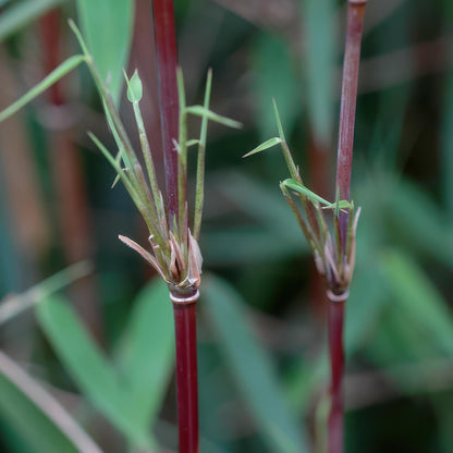 Buitenplant 2x Fargesia Red Dragon - Bladhoudend - Pot Ø 14cm Hoogte ↕ 35cm