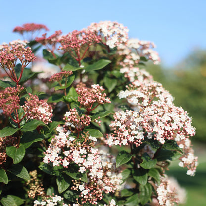 Buitenplant - Viburnum tinus op stam - Winterhard - Pot Ø 19cm Hoogte ↕ 90cm