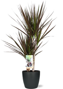 Kamerplant - Dracaena Magenta - Pot Ø 17cm Hoogte ↕ 80cm