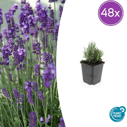 Buitenplant 48x Lavandula ang. 'Dwarf Blue' - Bloeiend - Pot Ø 9cm Hoogte ↕ 10-25cm