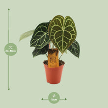 Kamerplant - Anthurium Clarinervium - Pot Ø 15cm Hoogte ↕ 25cm