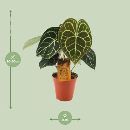 Kamerplant - Anthurium Clarinervium - Pot Ø 15cm Hoogte ↕ 25cm