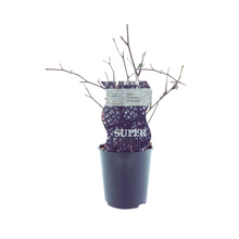 Buitenplant - Rubus Black Satin (Doornloze braam) - Pot Ø 12cm Hoogte ↕ 30cm