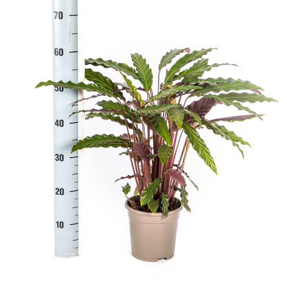 Kamerplant - Calathea Rufibarba - Pot Ø 17cm Hoogte ↕ 40-50cm