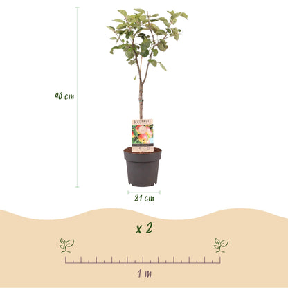 Buitenplant - Malus domestica Jonagold - Fruitboom - Pot Ø 21cm Hoogte ↕ 90cm