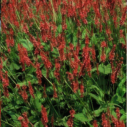 Buitenplant 24x Persicaria amplexicaulis - Bloeiend - Pot Ø 9cm Hoogte ↕ 10-25cm