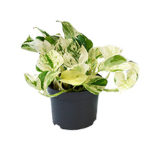 Kamerplant - Epipremnum Happy Leaf (Scindapsus) - Pot Ø 12cm Hoogte ↕ 15cm
