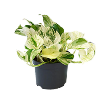 Kamerplant - Epipremnum Happy Leaf (Scindapsus) - Pot Ø 12cm Hoogte ↕ 15cm