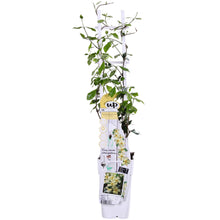 Buitenplant - Trachelospermum 'Star of Toscana' - Klimplant - Pot Ø 15cm Hoogte ↕ 65cm