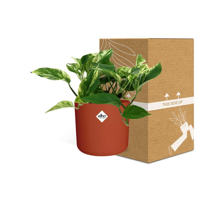 Kamerplant - Scindapsus (Epipremnum) Marble Queen - Pot Ø 14cm