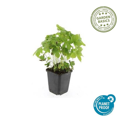 Buitenplant 6x Geranium nodosum - Bloeiend - Pot Ø 9cm Hoogte ↕ 10-25cm