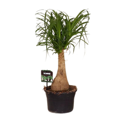 Kamerplant - Beaucarnea Nolina - Pot Ø 19cm Hoogte ↕ 60cm