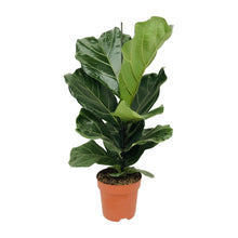 Kamerplant - Ficus Lyrata - Pot Ø 17cm Hoogte ↕ 75cm