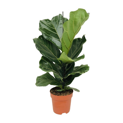 Kamerplant - Ficus Lyrata - Pot Ø 17cm Hoogte ↕ 75cm