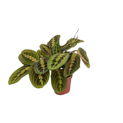 Kamerplant - Maranta Fascinator (Pijlwortel) - Pot Ø 12cm Hoogte ↕ 20cm
