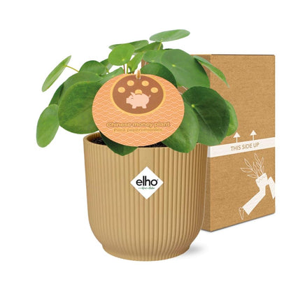 Kamerplant - Pilea Peperomioides - Pot Ø 14cm