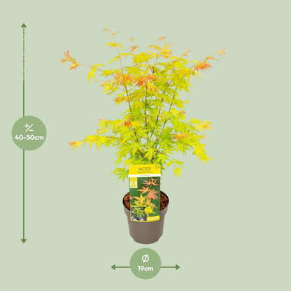 Buitenplant - Acer palmatum 'Orange Dream' - Pot Ø 19cm Hoogte ↕ 50cm