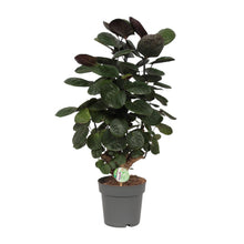 Kamerplant - Polyscias Scutellaria Fabian - Pot Ø 19cm Hoogte ↕ 60cm