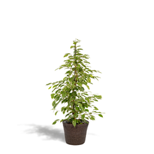 Kamerplant - Ficus benjamina Goldenking - Inclusief mand - Pot Ø 21cm Hoogte ↕ 95cm
