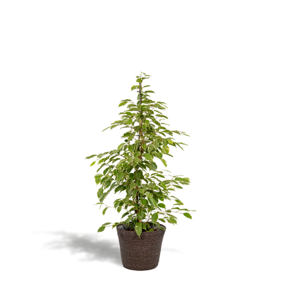 Kamerplant - Ficus benjamina Goldenking - Inclusief mand - Pot Ø 21cm Hoogte ↕ 95cm