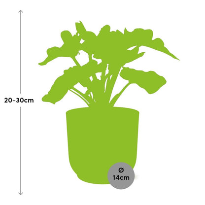 Kamerplant - Philodendron Atom - Pot Ø 14cm