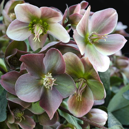 Buitenplant - Helleborus Angels Glow - Bloeiend - Pot Ø 19cm Hoogte ↕ 50cm