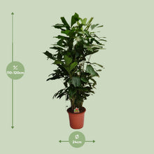 XL Kamerplant - Caryota Mitis - Pot Ø 24cm Hoogte ↕ 120cm
