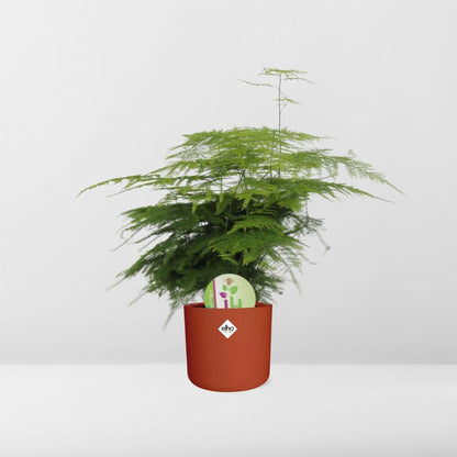 Kamerplant - Asparagus 'Plumosus' - inclusief sierpot - Pot Ø 14cm